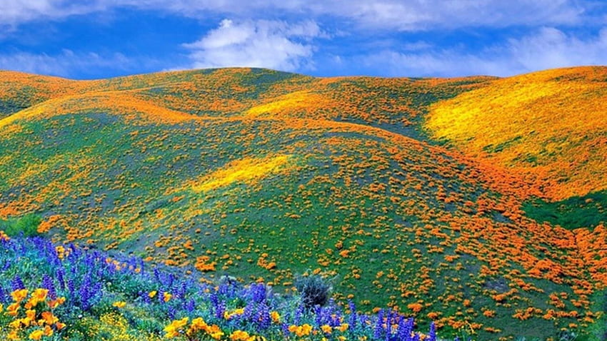 Mountain Meadow, amarillo, verde, prado, cielo, naturaleza, flores, montaña fondo de pantalla