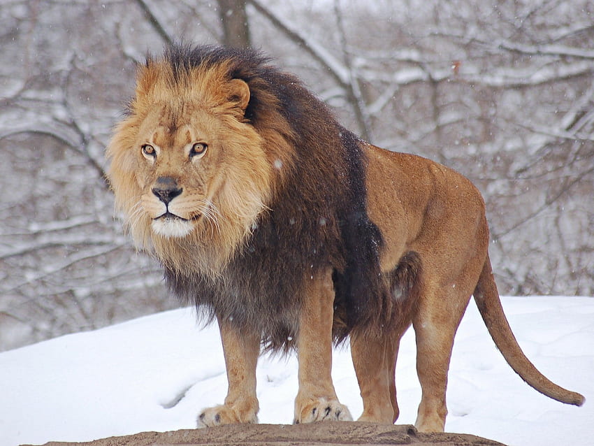 Winter, High Definitionnature, Animals, Lions, Snow, Beautiful, Love,. The HD wallpaper