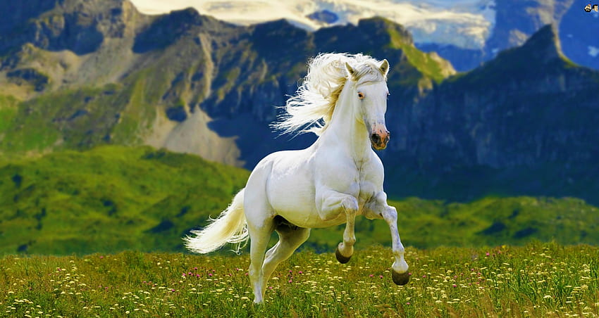 Ghost Of The Highlands, Pferde, schöne Pferde, weiße Pferde, Hengste HD-Hintergrundbild
