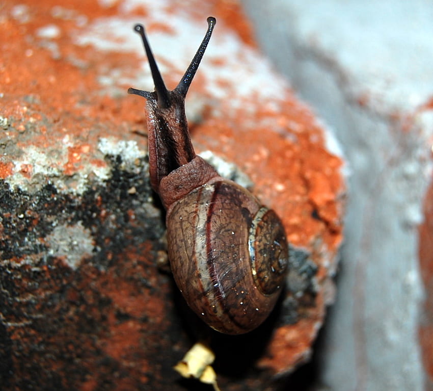 AT SNAILS SPACE, veins, brown, snail, moving HD wallpaper