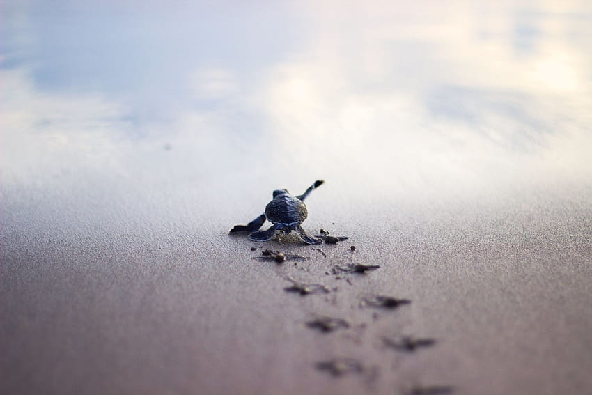 Baby Turtle, Abstract Turtle HD wallpaper