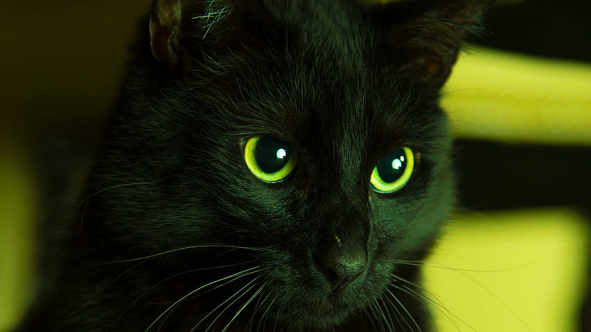 Black cat, animal, black, pisici, yellow, eyes, cat HD wallpaper
