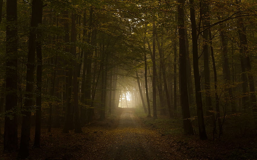 Natura, drzewa, jesień, połysk, światło, droga, las, mgła Tapeta HD