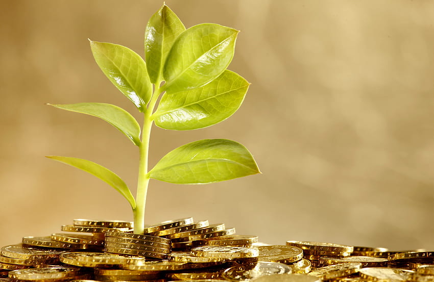 Money Tree, gold, tree, leaves, welth, sprig, growth, coins, money, prosperity HD wallpaper