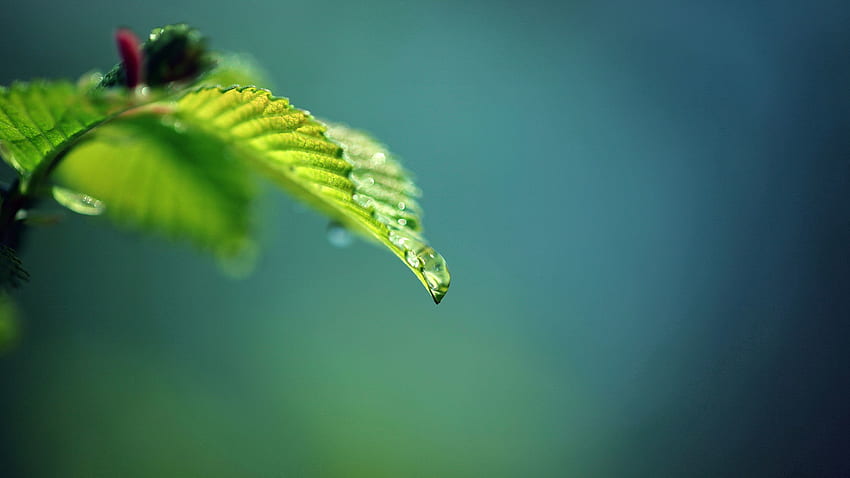 Background, Leaves, Macro, Blur, Smooth, Branch HD wallpaper