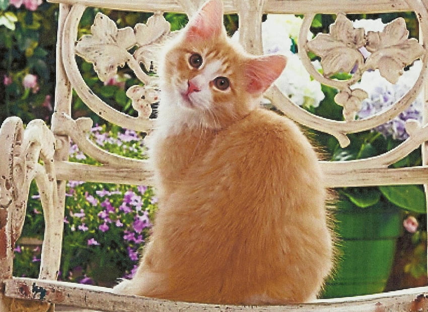 แมวสีส้มนั่งอยู่บนเก้าอี้หวาย ลูกแมว น่ารัก เก้าอี้หวาย แมวลายแมว วอลล์เปเปอร์ HD