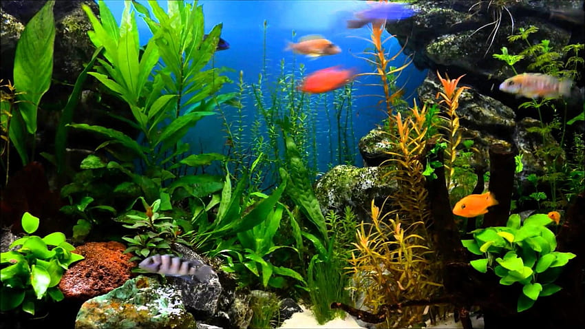 Fish Tank, Incroyable Aquarium Fond d'écran HD