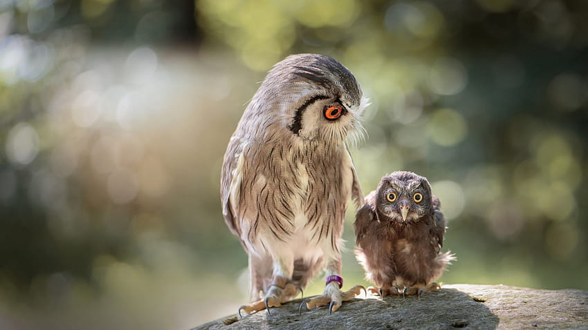 Attention, please !, nature, funny, chick, owl HD wallpaper