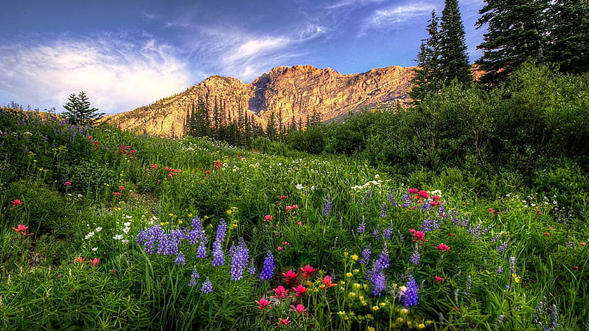 ワイルドアルビオン盆地、ユタ州ワサッチ山脈、ワイルドフラワー、木、雲、風景、空、花、アメリカ 高画質の壁紙