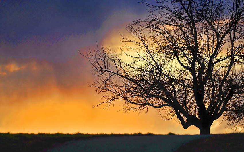 tree, Dramatic Sky HD wallpaper
