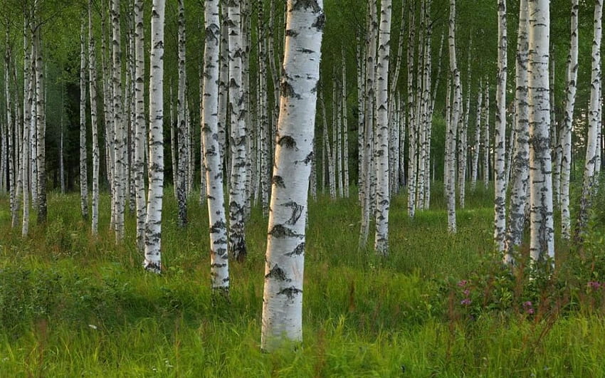 スウェーデンの夏、スウェーデン、シーン、北欧、風景、草、木、夏、北、スウェーデン、自然、森 高画質の壁紙