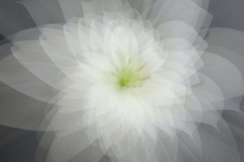 Osterlilie, verzerrte, kreative Kunst, Blume, Lilie HD-Hintergrundbild