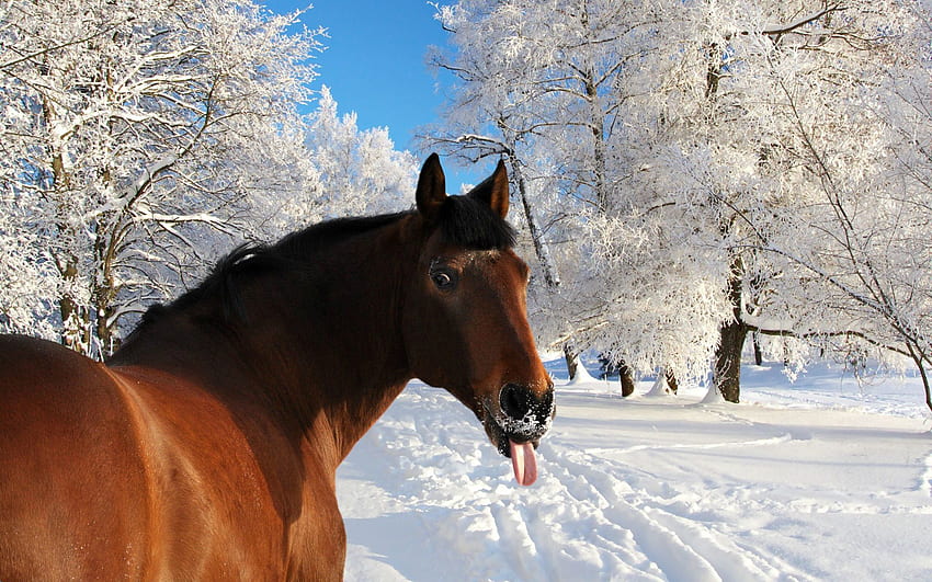 Horse Face Snow Tongue Winter, Funny Winter Animal HD wallpaper