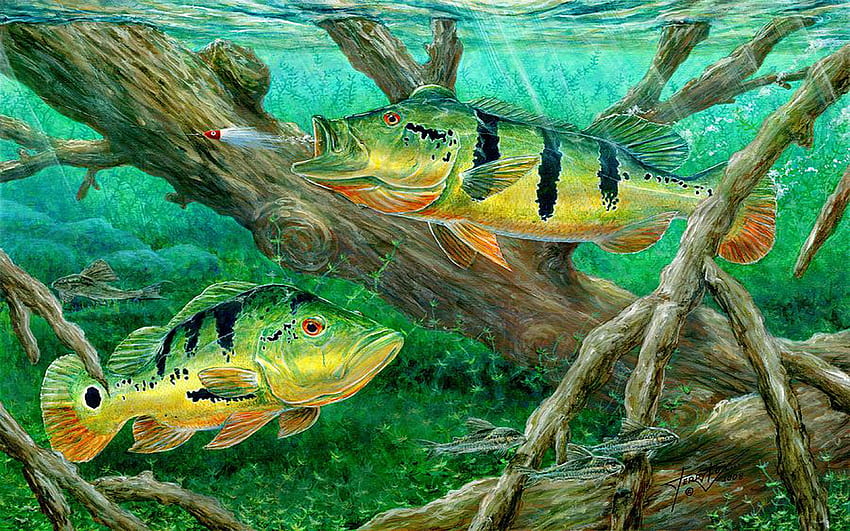 Memancing Peacock Bass Di Atas Kanvas Wallpaper HD