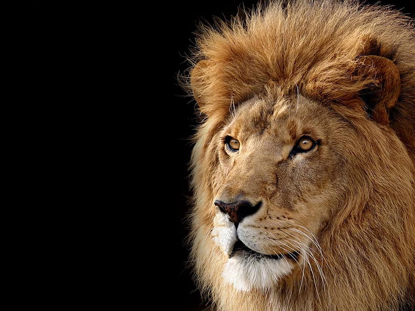Grande testa di leone, animale, fauna selvatica, gatto grande, leone, maschio Sfondo HD