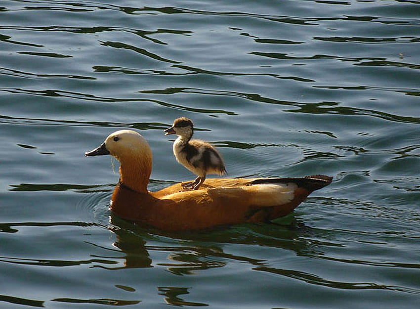 Catching A Ride, duck, water, riding on back, duckling HD wallpaper
