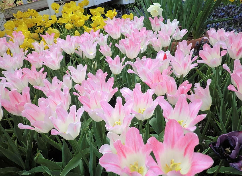 flores, tulipanes, verdes, macizo de flores, macizo de flores, disuelto, suelto, primavera fondo de pantalla