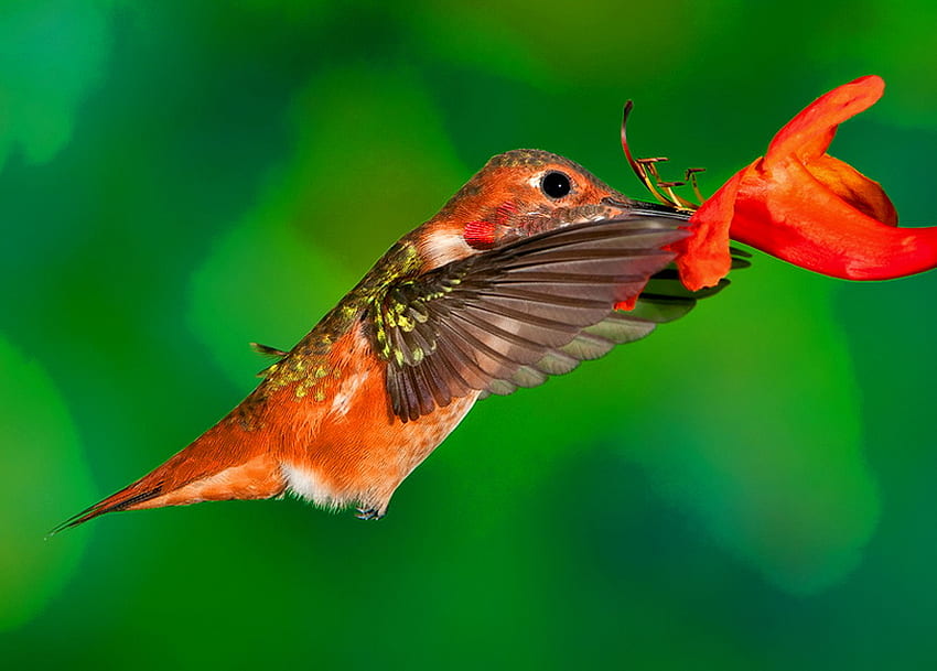 Mieux que Tim Hortons, sucré, nectar, oiseau, colibri, fleur, vert Fond d'écran HD