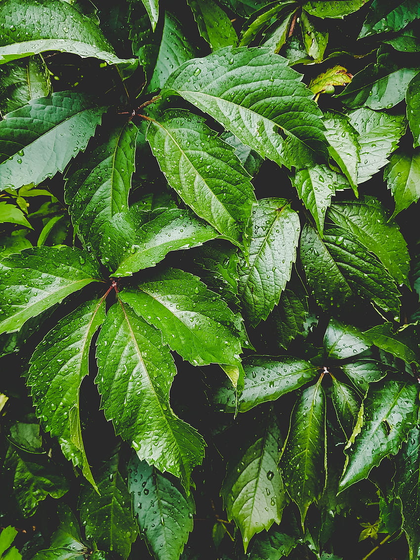 Blätter, Tropfen, Pflanze, Makro, geschnitzt, Feuchtigkeit HD-Handy-Hintergrundbild