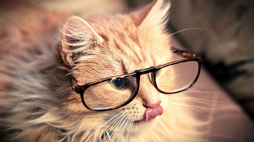 hipster cat desktop wallpaper