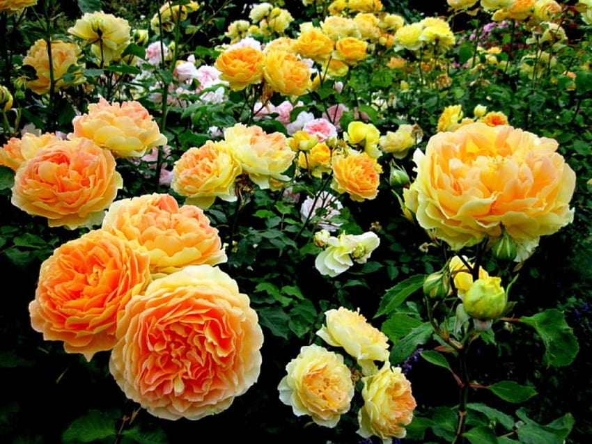 Gül bahçesinin neşesi, beyaz, güller, gevşeme, bahçe, güzellik, bitki örtüsü, pembe, çiçekler, sarı, doğa, çiçekler, neşe HD duvar kağıdı