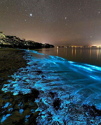 HD bioluminescence wallpapers  Peakpx