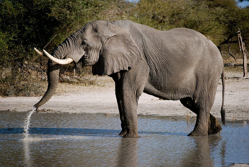 ELEFANTE AFRICANO, áfrica, sabana arbolada, animales, cinco grandes, elefante, sabana fondo de pantalla