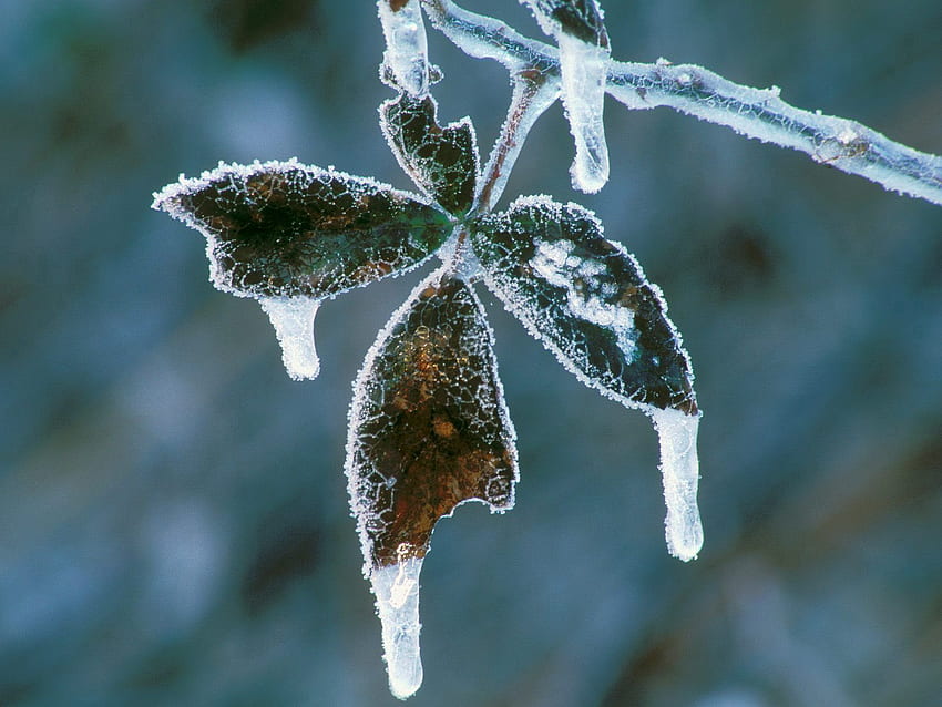Inverno, natura, foglie, pianta, brina, brina, freddo, ghiaccioli Sfondo HD