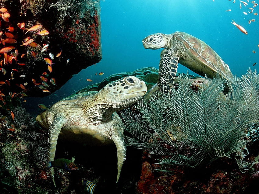 Animali, piante, mondo sottomarino, nuotare, nuotare, alghe, alghe, tartarughe Sfondo HD