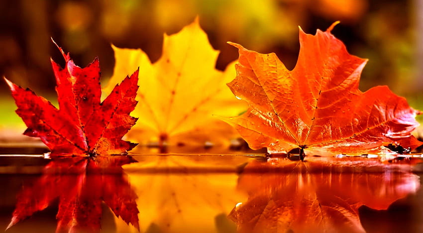 Foglia d'autunno, foglie d'autunno Sfondo HD