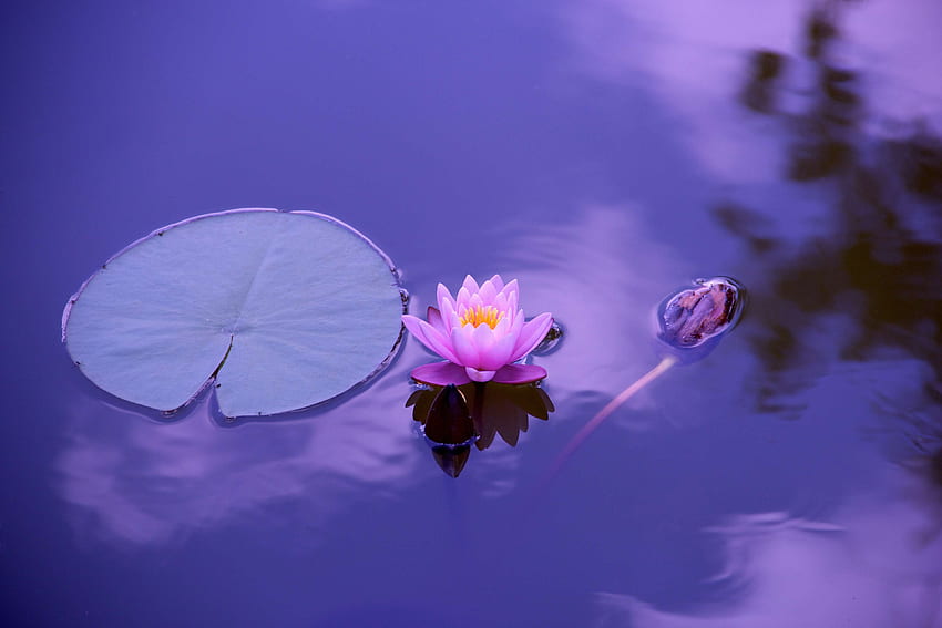balance, fitness, flower, harmony, health, lifestyle, lotus, meditation, meditation nature, natural, nature, peace, peaceful, pink, position, reflection, relax, relaxation, spirituality, summer, training, water, yoga, . Mocah HD wallpaper