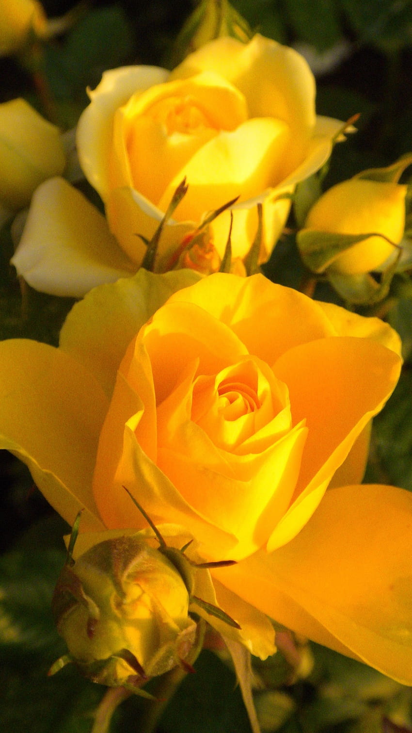 Yellow Rose, Beautiful, Rose, Flower HD phone wallpaper | Pxfuel
