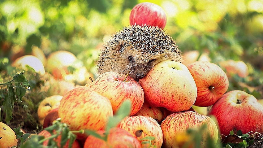 hedgehog, And, Apples / and Mobile Background, Fall Apples HD wallpaper