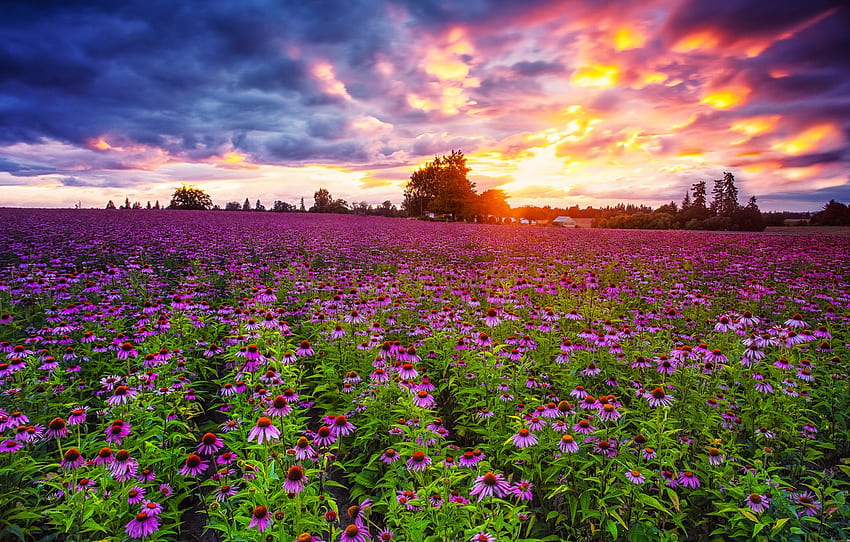 pole, zachód słońca, kwiaty, Echinacea, Pacific Northwest for , sekcja пейзажи, Pacific Northwest Spring Tapeta HD