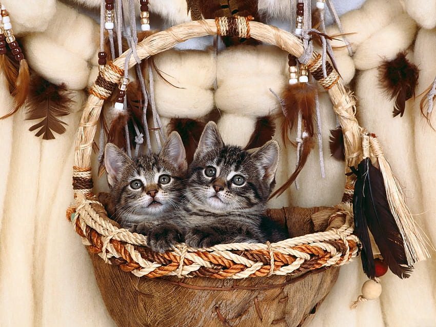 Animals, Couple, Pair, Basket, Kittens HD wallpaper