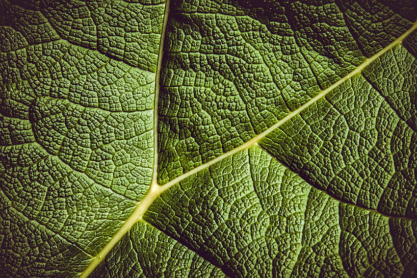 Close up, veins, green, leaf HD wallpaper