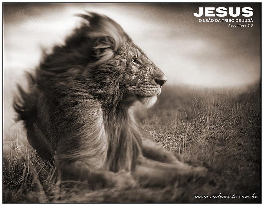 Jesus, Lion Christian - Nick Brandt -, Lion Cross HD wallpaper
