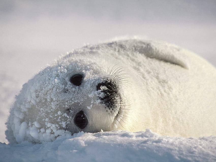 Snow Seal . Harp Seal , Fur Seal and Hogwarts Seal, Cute Seal HD wallpaper