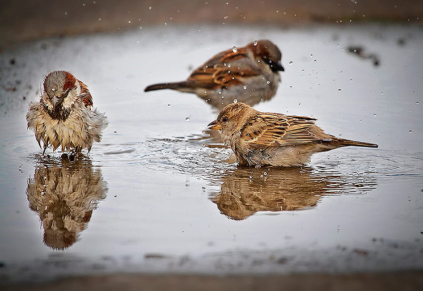 Splish Splash, birds, splashing, sparrows, water, bathing HD wallpaper