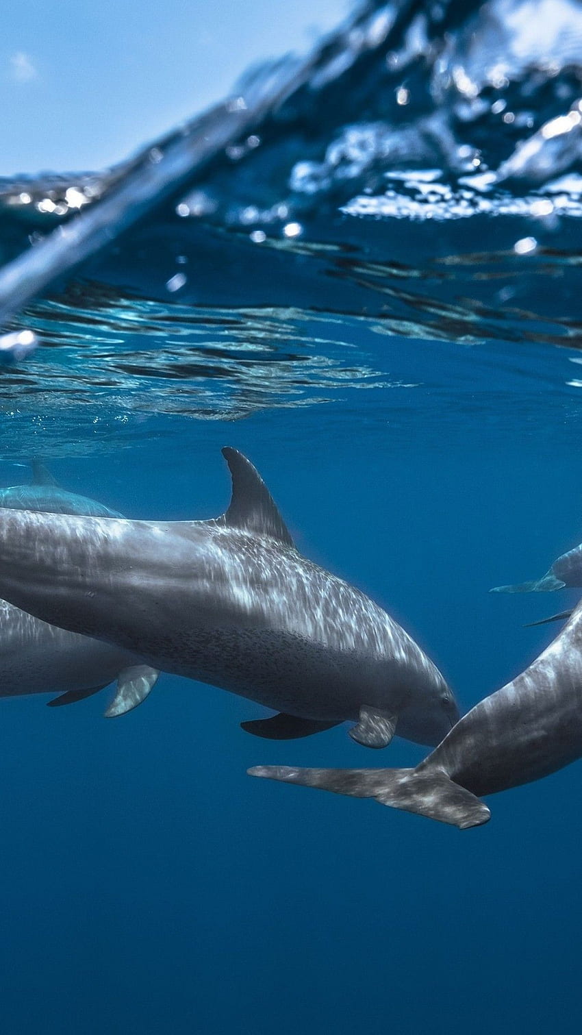 Dolphins, Underwater, Ocean, Underwater Ocean iPhone HD phone wallpaper