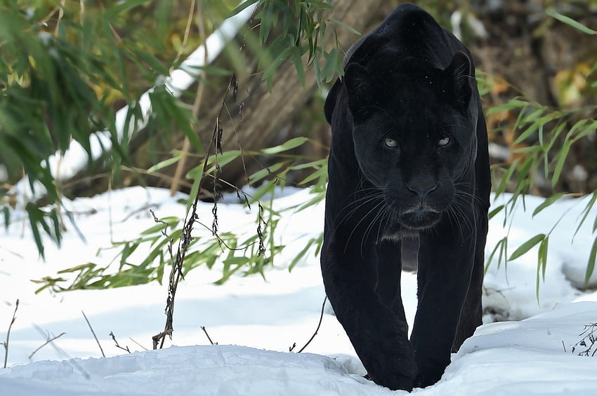 สัตว์ ฤดูหนาว หิมะ นักล่า แมวตัวใหญ่ เดินเล่น เสือดำ วอลล์เปเปอร์ HD