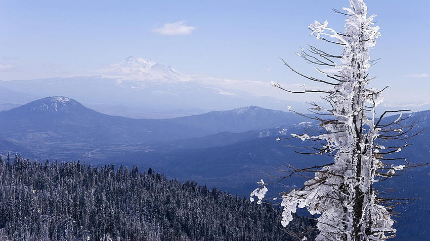 Icy Frozen Tree ฤดูหนาว แช่แข็ง น้ำแข็ง ต้นไม้ ป่า ธรรมชาติ ภูเขา วอลล์เปเปอร์ HD