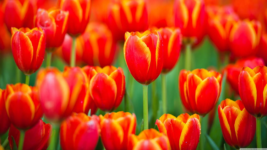 Red Tulips Culture ❤ for Ultra TV HD wallpaper