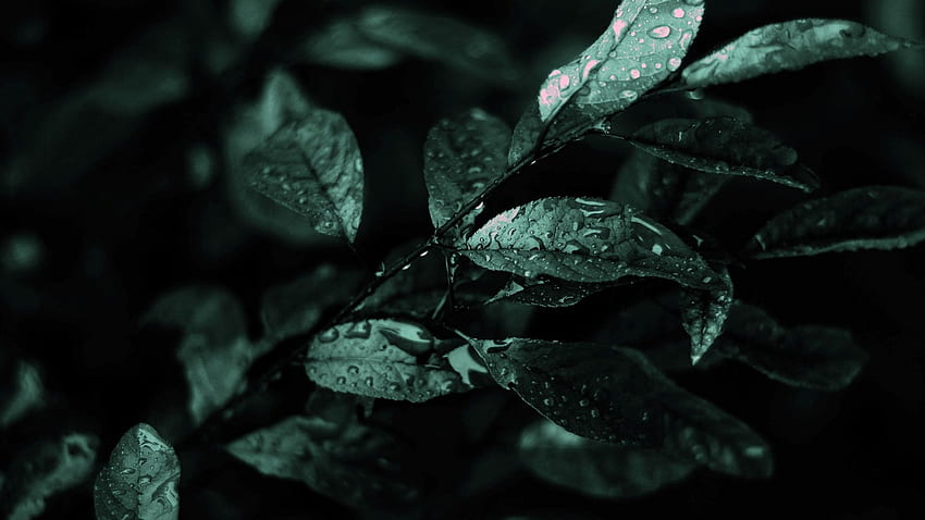 Dark Nature High Resolution For - Htc Ultra Price In Pakistan - - HD wallpaper