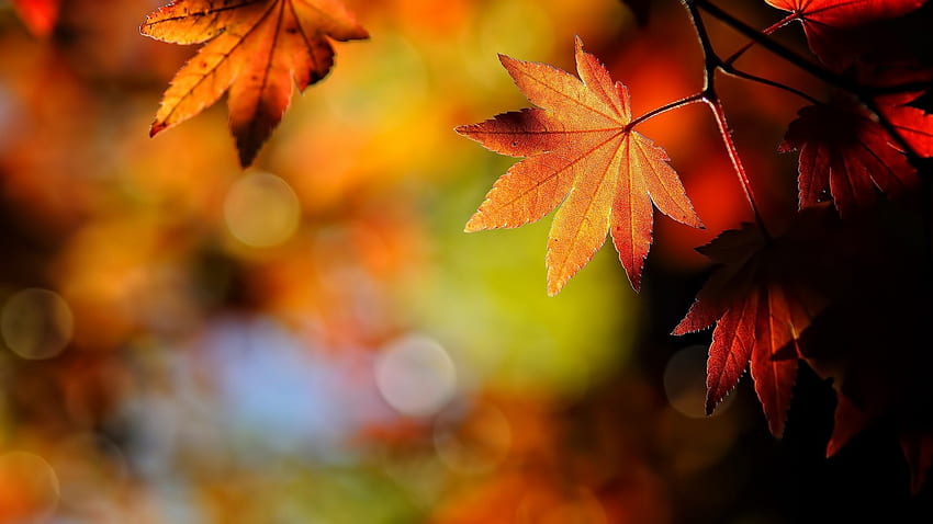 Jesień jest tutaj, upadek, pora roku, ekspresja, kolor Tapeta HD