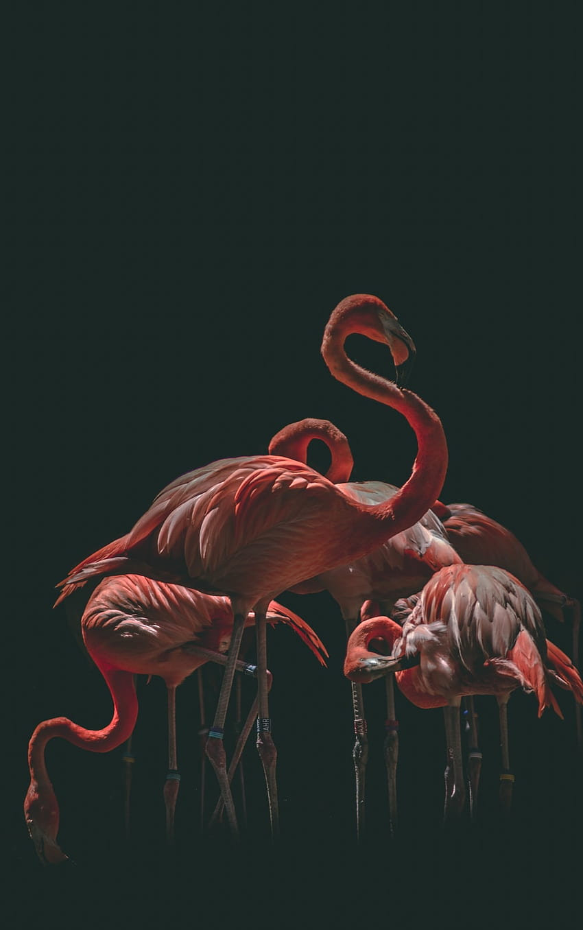 Różowe flamingi [], neonowe różowe flamingi Tapeta na telefon HD