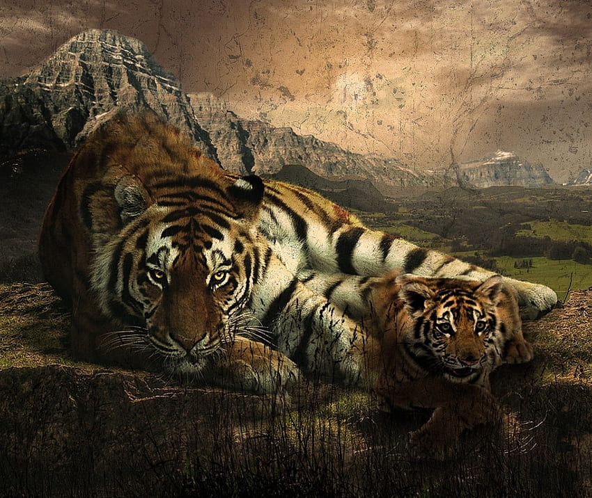 ライオンズ、動物、自然、野生 高画質の壁紙
