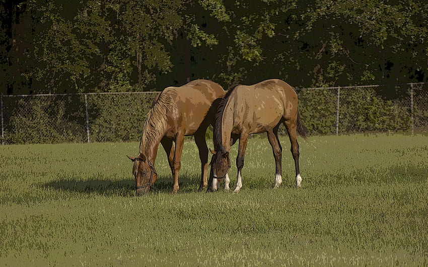 Grazing Horse Friends, animal, horse, field, scenic HD wallpaper