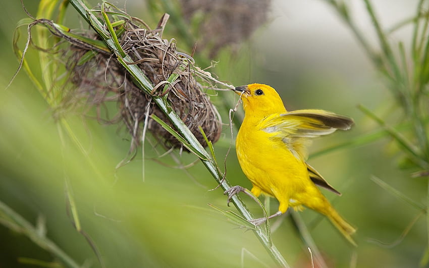 美しい黄色い鳥、動物、枝、翼、鳥、黄色 高画質の壁紙