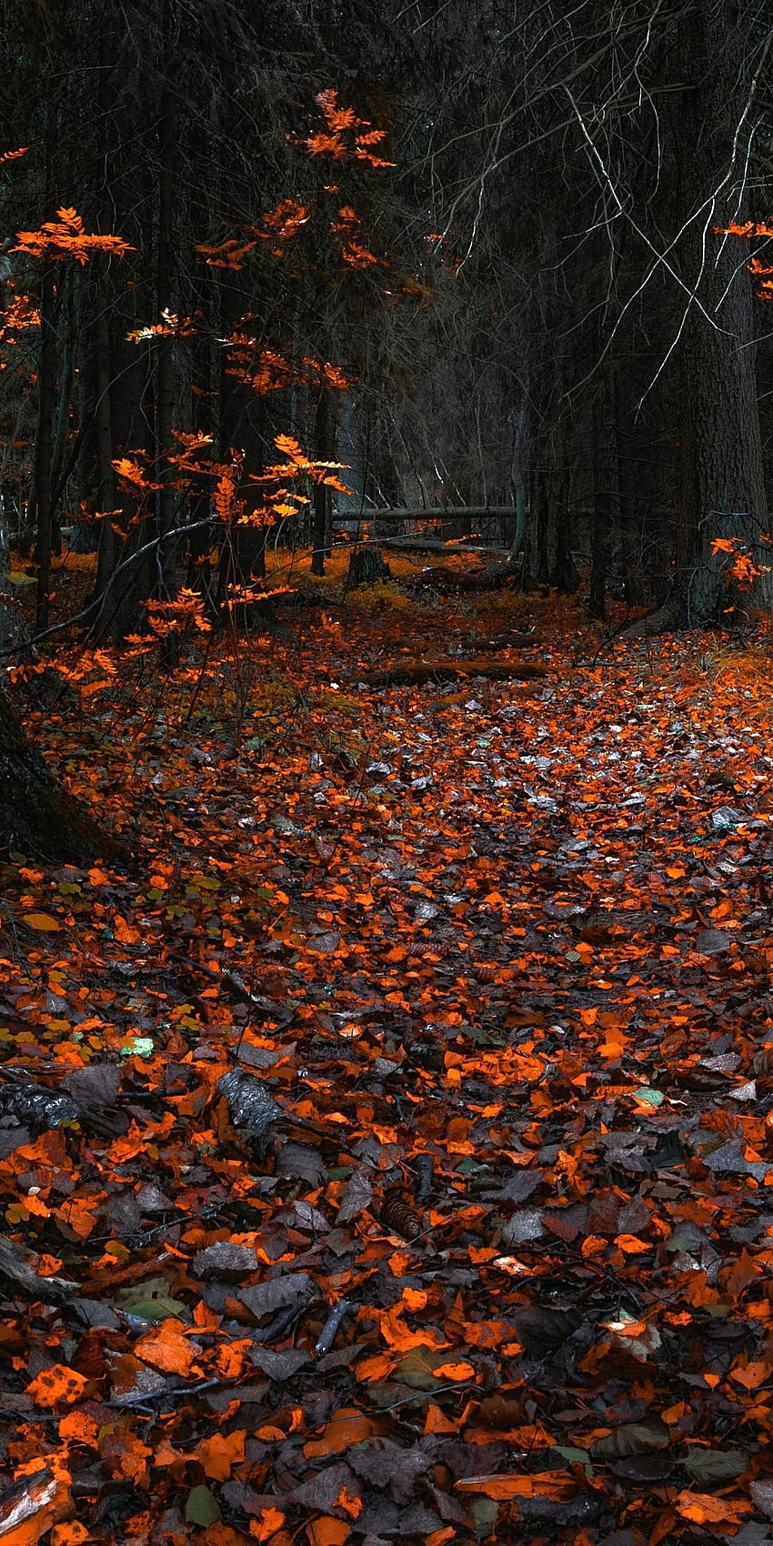 森の秋みかん、みかんの葉 HD電話の壁紙